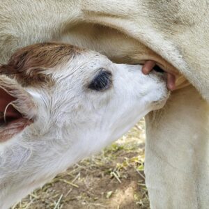 Close-up of a calf nursing from its mother on a farm. Animal photography.